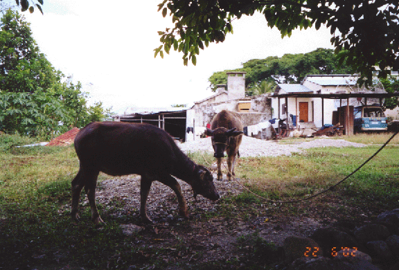 19 cows next to pre-seminary facing priests car