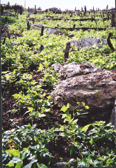 3 terraced steep cultivated slopes