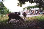 19 cows by pre-seminary facing priest's car