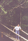 9 bamboo bridge held by vines