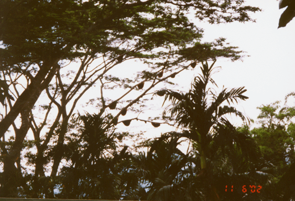 12 strange tree hangings seen from Soro road