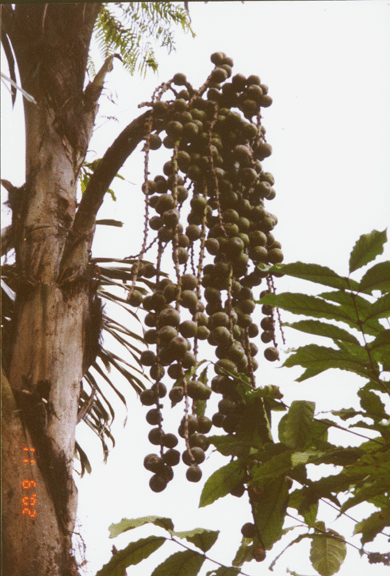 13 palm fruits along Soro road