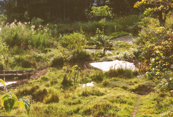 17 rice and/or fish pond along Soro road