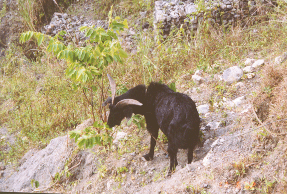 18 goat along Soro road