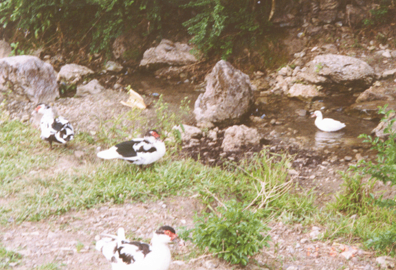 19 ducks along Soro road