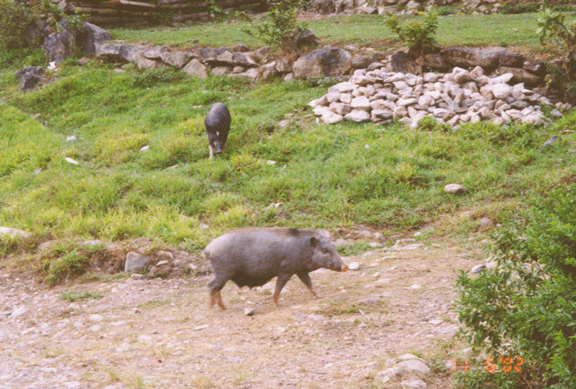 20 pig along Soro road