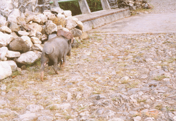 21 pig crossing bridge on Soro road