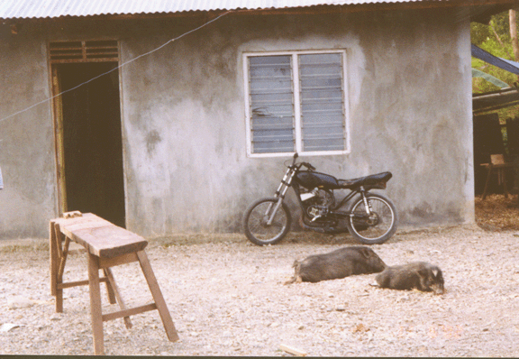 23 pigs , motorcycle in Soro