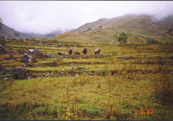 21 water buffalo on terraced slope once used for rice 