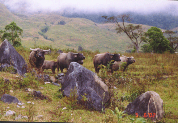 23 closeup of water buffalos and calf
